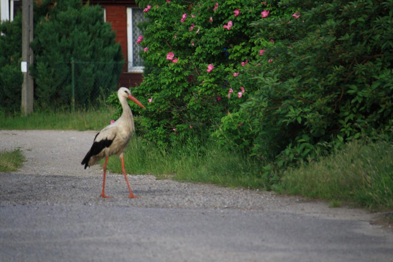 Nasze Podlasie, Domek W Dubiczach Cerkiewnych Dubicze Cerkiewne Esterno foto